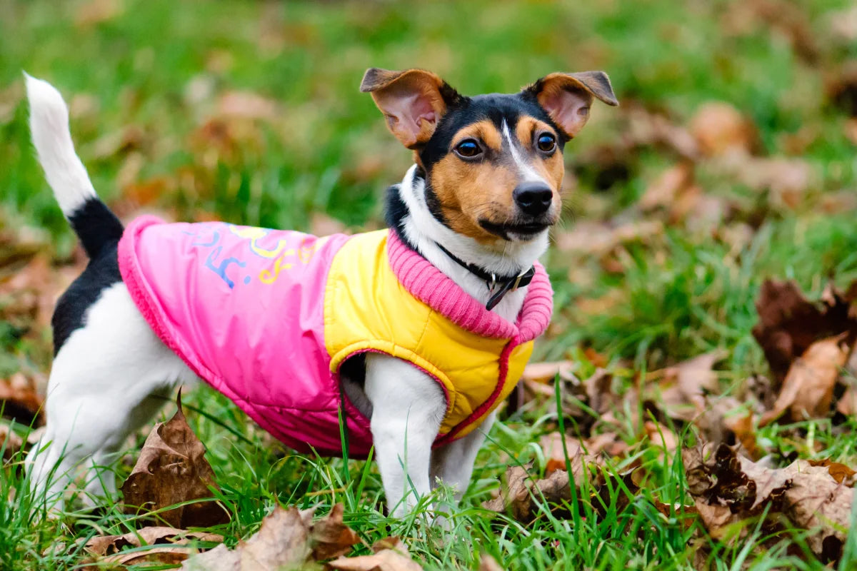 Pet Apparel – Stylish & Comfortable Clothes for Dogs & Cats | Lootify Store